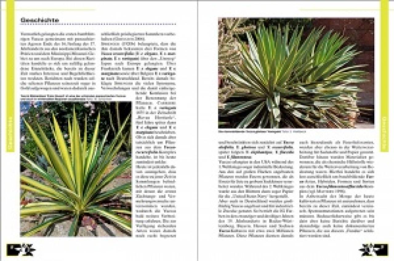 Faszination Bunt – Die Welt der panaschierten Yuccas
